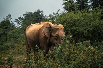 Large brown elephant on a safari in Sri Lanka