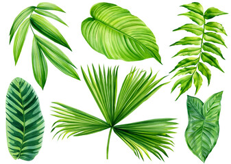 Fototapeta Palm leaves, exotic watercolor plant, paradise nature. flora botanical painting obraz