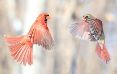 Red Northern Cardinal male and female flying on blur background, Quebec, Canada