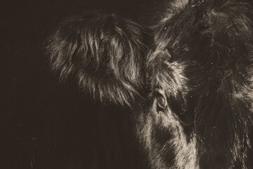 Nostalgic vintage cow art with belted galloway face closeup on dark grunge texture background.