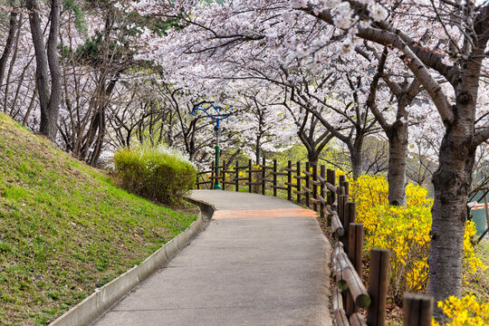 The cherry blossoms (Prunus sargentii) lining a walkway in Seonam Lake Park, Ulsan, South Korea