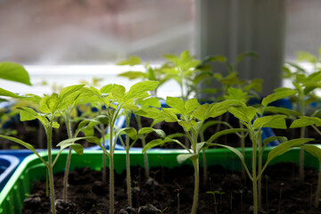 Green tomato seedlings on the balcony. Gardening concept. Growing on a windowsill