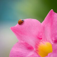 Closeup shot of a ladybug on the pink rocktrumpet flower on a blurry background