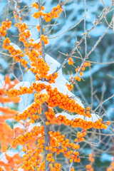 Yellow sea buckthorn berries under the snow.