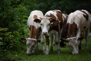 Closeup shot of cute cows grazing in the field on a rainy day