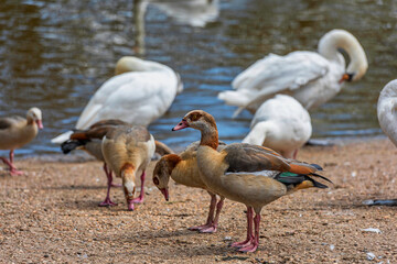 Egyptian Geese and Swans on the River Medway at Wateringbury near Maidstone in Kent, England