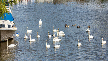 Egyptian Geese and Swans on the River Medway at Wateringbury near Maidstone in Kent, England