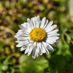 Obraz premium close up of daisy