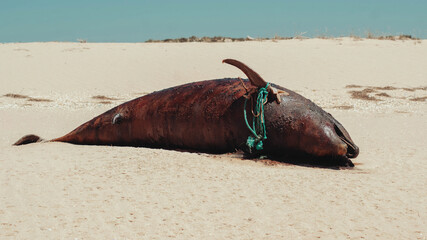 Closeup of a dead dolphin on the coast