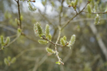 Close up of catkins in the spring