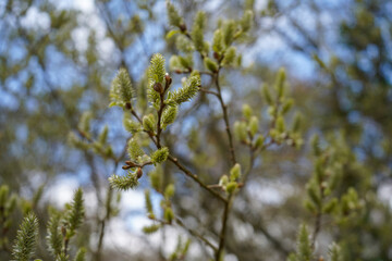 Close up of catkins in the spring