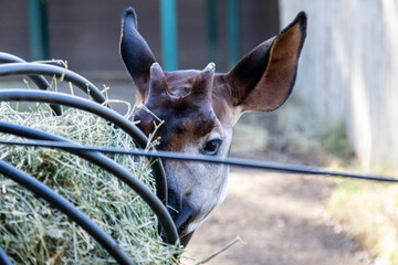 Okapi looking from behind a feeder