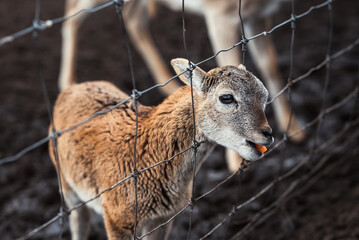 A small brown roe deer cub on a farm behind a gray fence eats carrots, in Latvia.