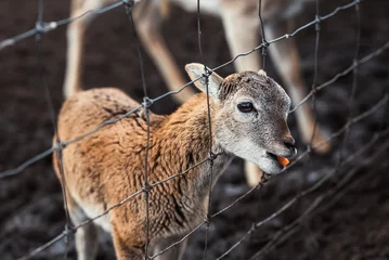 Fotobehang A small brown roe deer cub on a farm behind a gray fence eats carrots, in Latvia. © Jūlija