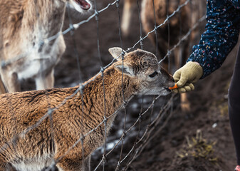 A small brown roe deer cub on a farm behind a gray fence eats carrots from child's hand in Latvia.