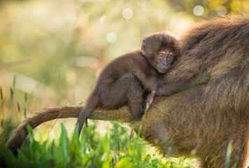 Baby Gelada Monkey riding on moms back in Ethiopia 
