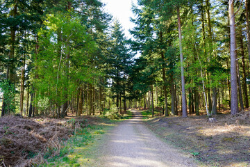 Looking along a path in woodland