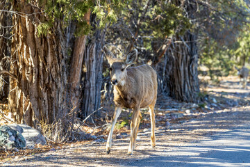 Young deer walking along the road in Crestone, Colorado