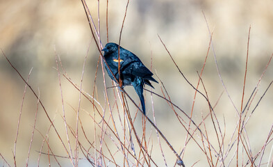Male Red-winged Blackbird in Alamosa National Wildlife Refuge, Southern Colorado