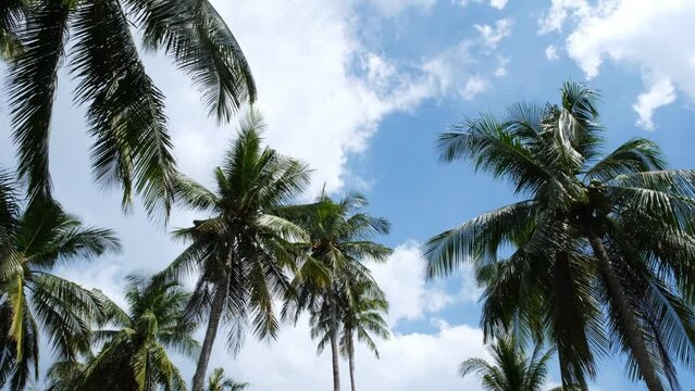 Low angle view, slow motion shot of coconut palm tree leaf moving with the wind from the ocean contrast with beautiful clear blue sky. Tropical nature climate. Beach summer natural concept.