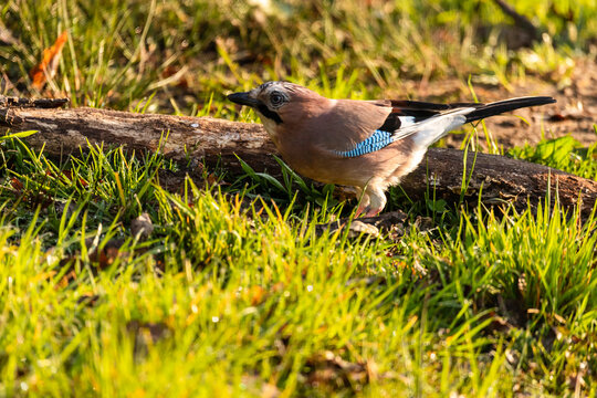 Eurasian Jay Perched On The Grass In A Park