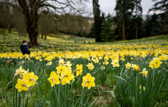 Daffodils in full bloom in a forest 'Daffodil Valley' at Waddesdon Manor in Buckinghamshire.