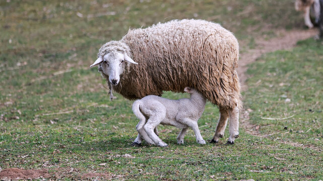 Closeup shot of a sheep with his limb in the field