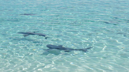 Fototapeta premium sharks carribean ocean clear water sea