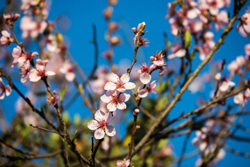 Peach blossoms on the branches. The flowers of the fruit tree.