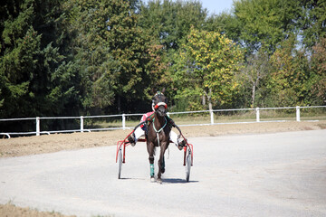 Obraz premium Horse trotter breed in motion harness racing sport