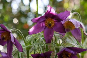 Blooming Purple Pasque Flowers on a sunny day