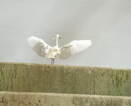 Great Egret (ardea Alba) With Wide Open Wings