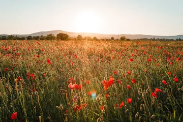 Tuinposter Silhouette poppy field in sunset © Igor Kondler/Wirestock Creators