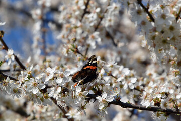 Beautiful red admiral butterfly collecting pollen from blackthorn flowers in bright sunlight - obrazy, fototapety, plakaty