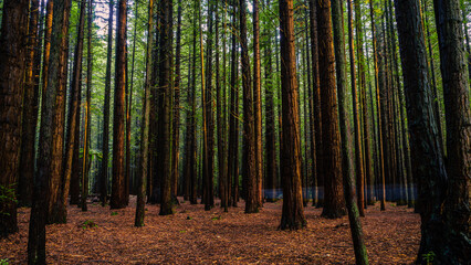 Beautiful view of high trees in Whakarewarewa Forest, in Rotorua, New Zealand