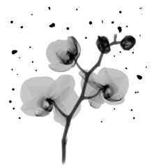Black flower. Original black watercolor flower.
Minimal design for text, packaging, prints, wall decoration, tattoo