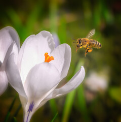 Bee flying to a purple crocus flower blossom