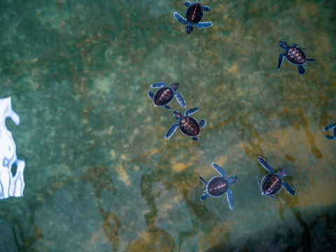 Top View Of Baby Turtles. The Sea Turtle Preservation Society