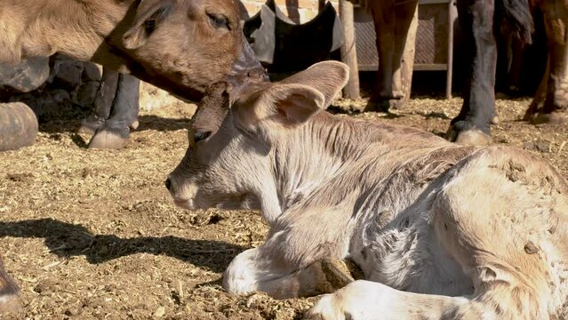 Adorable calf in meadow playing and resting concept of rural farm life