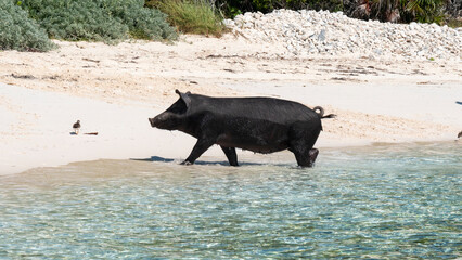 shoreline coastline beach sand pig animal cute © Dylan Furr