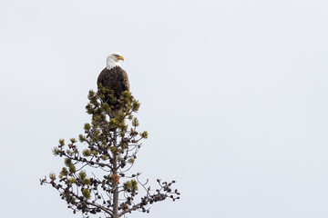 Bald eagle perched at the top of a tree in Grand Teton National Park, USA