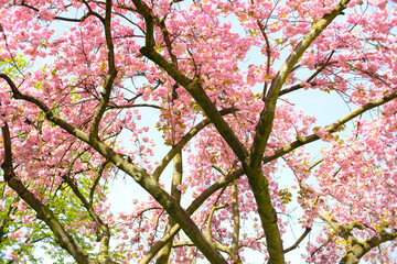 cherry blossoms in the springtime, blooming cherry tree, season and nature concept
