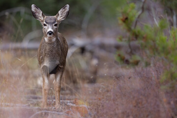 View of a beautiful mule deer in a Grand Teton National Park, USA