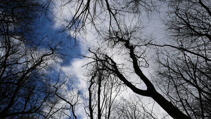 Froschperspektive Blick in den Himmel vom Waldboden aus gesehen