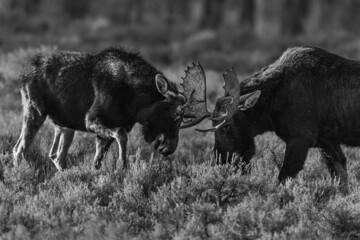 Closeup shot of bull moose practice fighting in grand teton national park