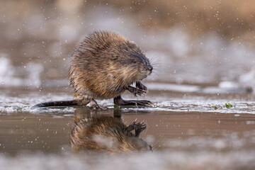 Beautiful muskrat reflecting in the water in Grand Teton National Park, USA