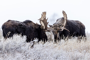 View of beautiful moose fighting in a Grand Teton National Park, USA