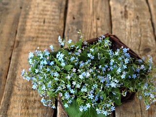 A bouquet of small blue forget-me-nots in a basket on a wooden natural background.