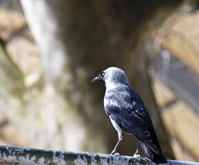 raven on the rock
