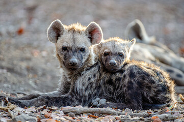 Baby Hyenas Snuggling Together Close Up